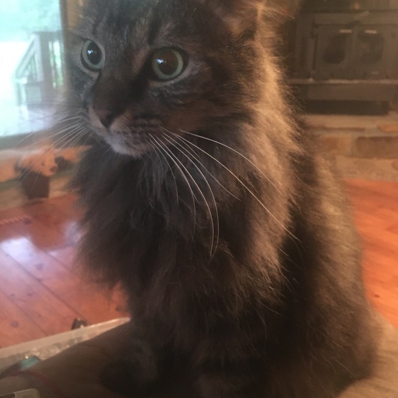 Meet your Posher, Krystal - Picture 3 of 6